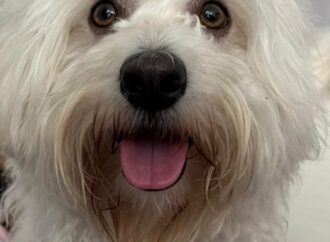 Denuncian presunto ataque contra perros en el barrio Don Miguel