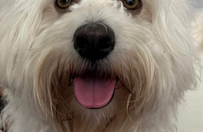 Denuncian presunto ataque contra perros en el barrio Don Miguel